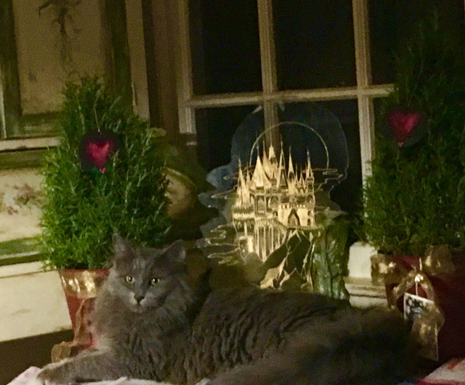 Pic of the Litter: Smokey